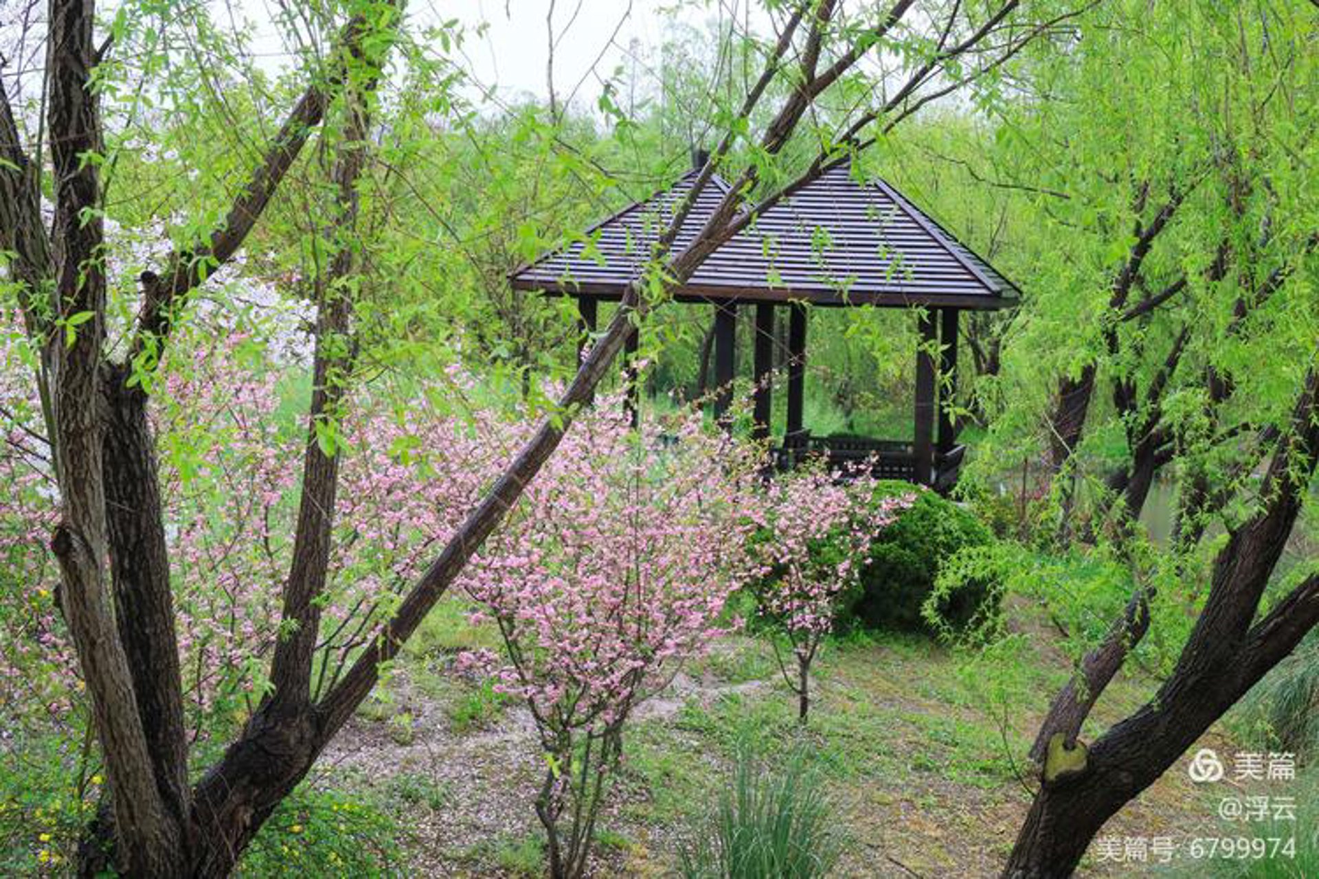 樱花飞舞花店